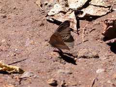 Sevenia morantii
