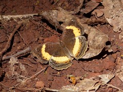 Junonia elgiva