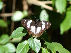 Pseudacraea lucretia expansa
