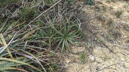 Image of Hechtia glomerata by (c) Joseph Aubert, some rights reserved (CC BY)