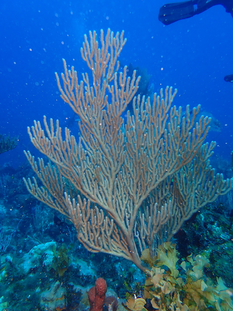 Bent Sea Rod