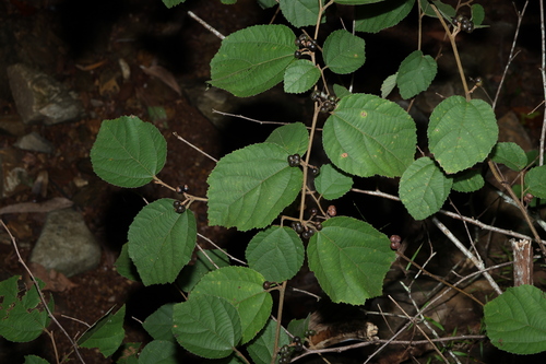 Image of Grewia latifolia by (c) Greg Tasney, some rights reserved (CC BY-SA)