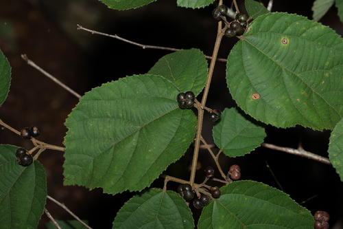 Image of Grewia latifolia by (c) Greg Tasney, some rights reserved (CC BY-SA)