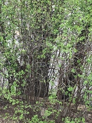 Dumetella carolinensis