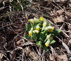 Primula veris macrocalyx