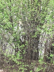 Dumetella carolinensis