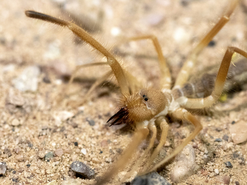 Eremobates nodularis