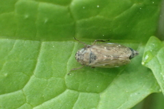 Euscelidius variegatus