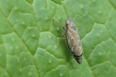 Euscelidius variegatus