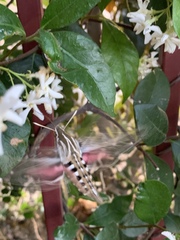 Hyles lineata