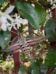 Hyles lineata