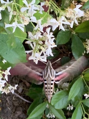 Hyles lineata
