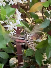 Hyles lineata