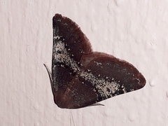 Drepanogynis oinophora