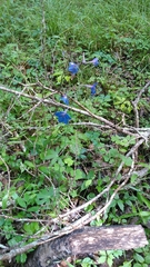 Delphinium alabamicum