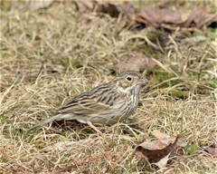 Pooecetes gramineus gramineus