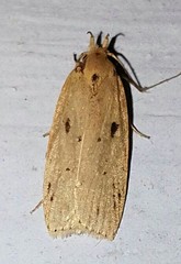 Scythropiodes