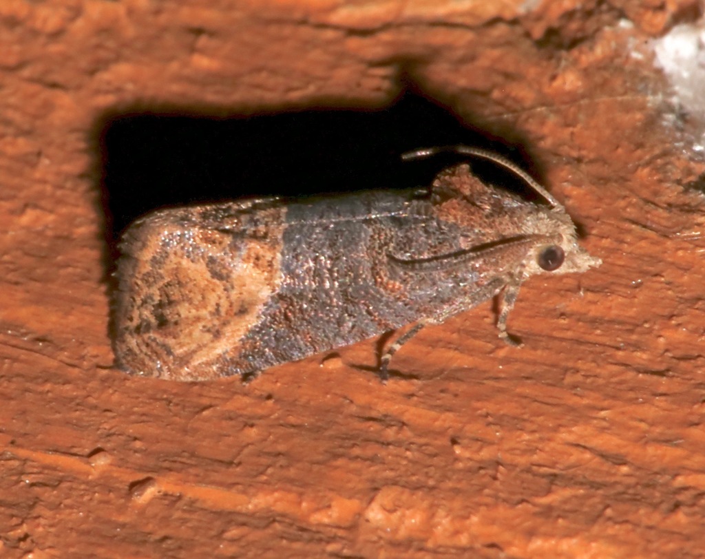Sweetbay Seedpod Moth