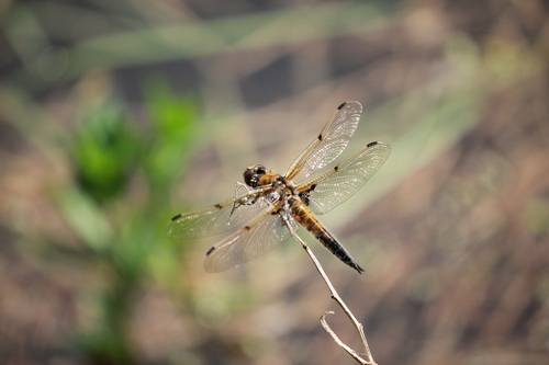 Four-spotted Chaser