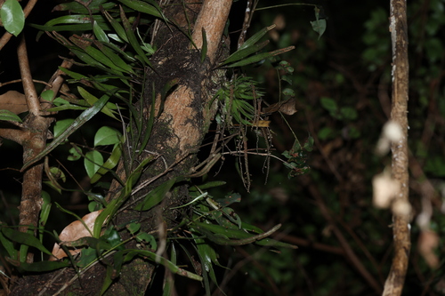 Image of Oberonia titania by (c) Greg Tasney, some rights reserved (CC BY-SA)