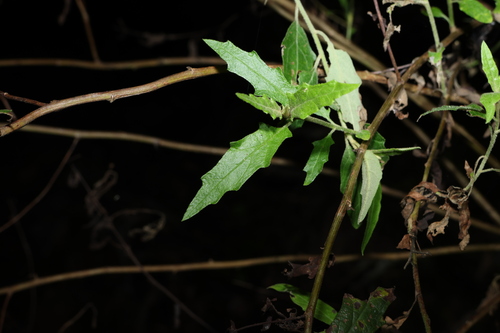 Image of Olearia nernstii by (c) Greg Tasney, some rights reserved (CC BY-SA)