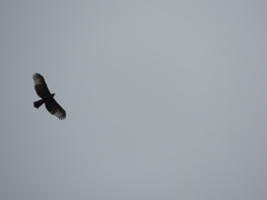 Nisaetus nipalensis