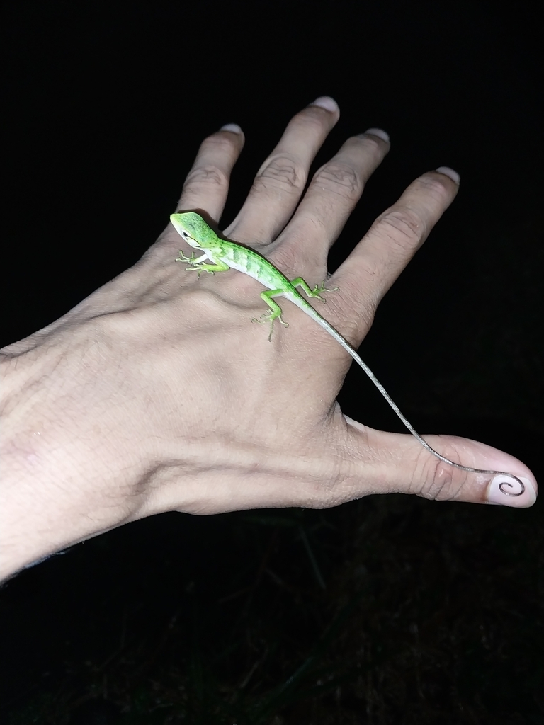 Audubon's Multicolored Lizard from Sangre Grande Regional Corporation ...