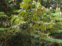 Xylopia aromatica