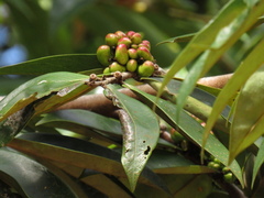 Xylopia aromatica