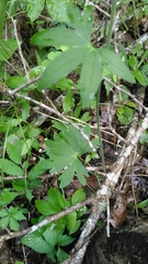 Delphinium alabamicum