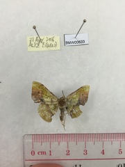 Fascellina plagiata