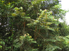 Xylopia aromatica