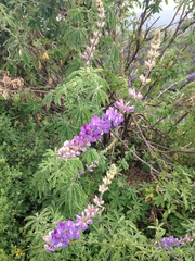 Lupinus longifolius