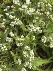 Valerianella carinata