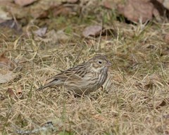 Pooecetes gramineus gramineus