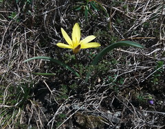 Tulipa uniflora