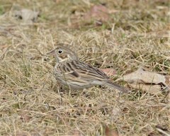 Pooecetes gramineus gramineus