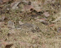 Pooecetes gramineus gramineus