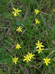 Pauridia trifurcillata