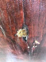 Tetragonisca angustula