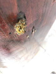 Tetragonisca angustula