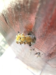 Tetragonisca angustula