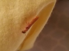 Coptotermes formosanus