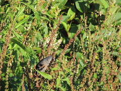 Pyrrhula owstoni