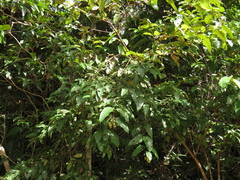 Vismia guianensis