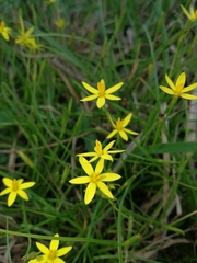 Pauridia trifurcillata