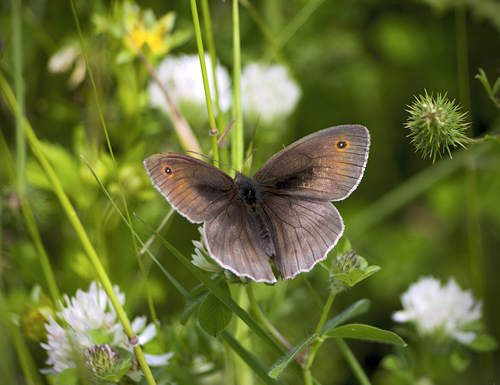 Meadow Brown photo 4