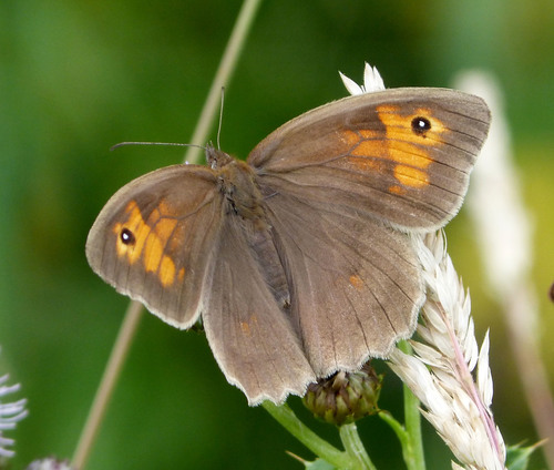 Meadow Brown