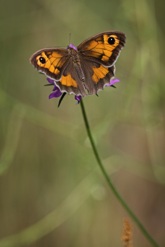 Meadow Brown, photo 8 of 10