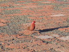 Carpodacus formosanus